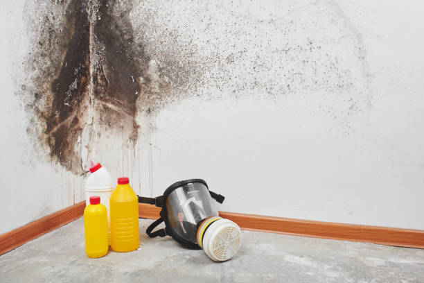 Best Attic Mold Removal  in Monette, AR
