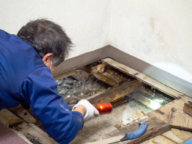 Best Professional Mold Removal  in Monette, AR