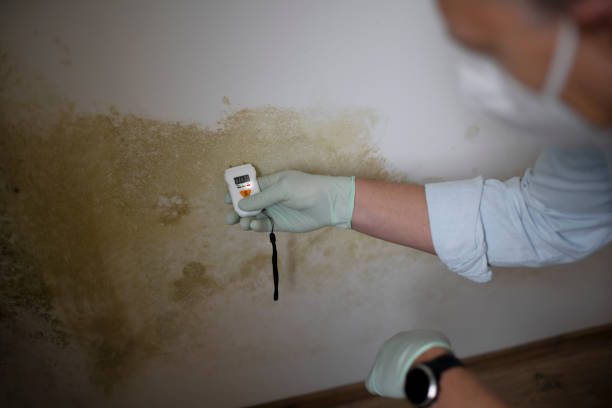 Mold Removal Process in Monette, AR