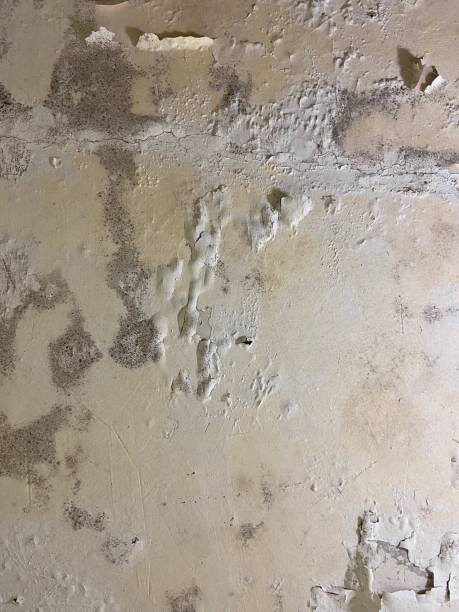 Best Commercial Mold Removal  in Monette, AR