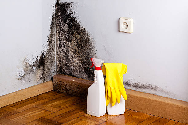 Best Mold Removal Process  in Monette, AR